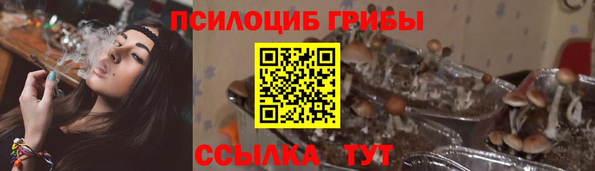 Якутск  Галлюциногенные грибы Psilocybe  закладки  Псилоцибиновые грибы MAGIC MUSHROOMS  Вход с VPN 